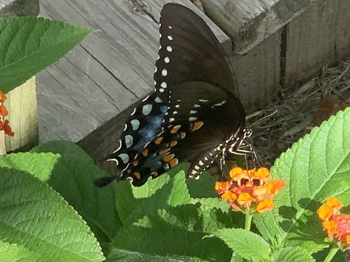 wadestanford's tweet photo. A little butterfly action this afternoon! Somebody help me out and share some facts about this butterfly.
#butterfly #Butterflies #ButterflyCount #ButterflyDays #outdoors #outdoor #outdoorlife #outdoorliving #outdoorphotography #Entomology #Lepidoptera https://t.co/xcJkwb61r5