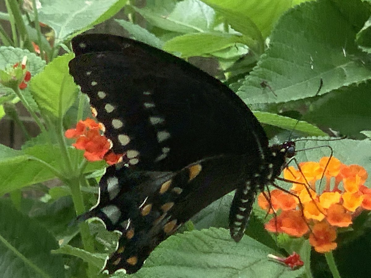 wadestanford's tweet photo. A little butterfly action this afternoon! Somebody help me out and share some facts about this butterfly.
#butterfly #Butterflies #ButterflyCount #ButterflyDays #outdoors #outdoor #outdoorlife #outdoorliving #outdoorphotography #Entomology #Lepidoptera https://t.co/xcJkwb61r5