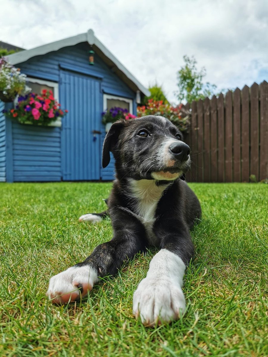 Alanpbarry's tweet photo. Our family just got a little bit bigger today. Leia has arrived! Can’t believe she doesn’t have an OFF button though. Big thanks to @DAWGadopt for looking after her until now! 🐾🐾🐾 https://t.co/NujlshhwtZ