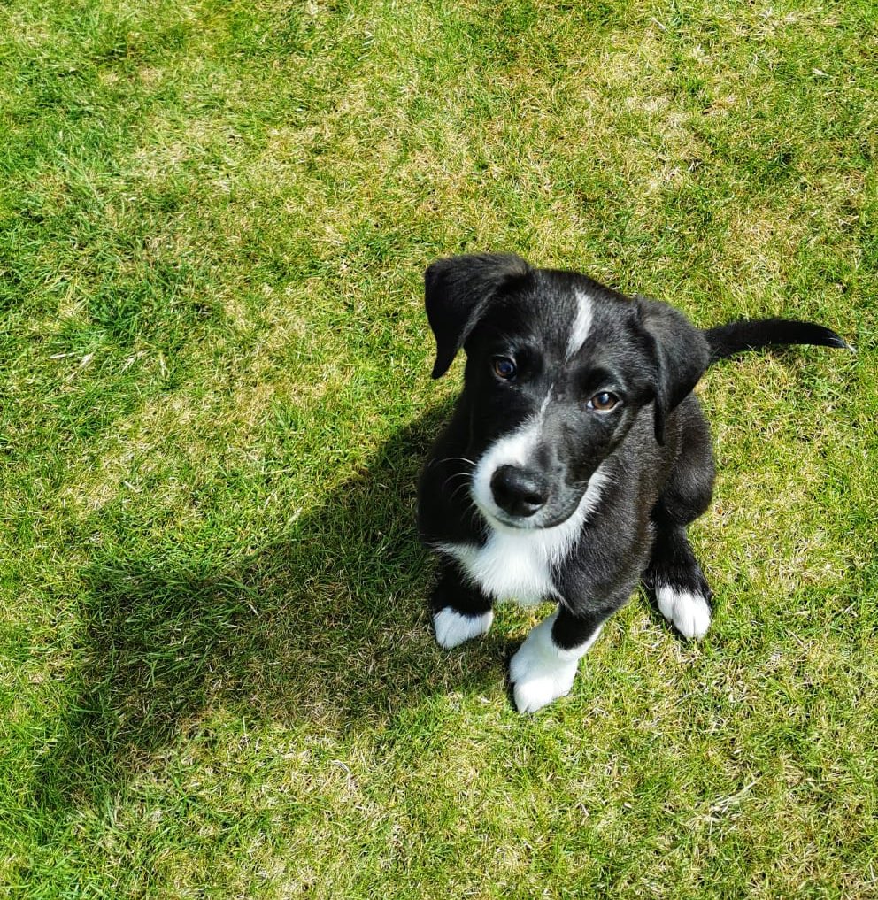 Alanpbarry's tweet photo. Our family just got a little bit bigger today. Leia has arrived! Can’t believe she doesn’t have an OFF button though. Big thanks to @DAWGadopt for looking after her until now! 🐾🐾🐾 https://t.co/NujlshhwtZ