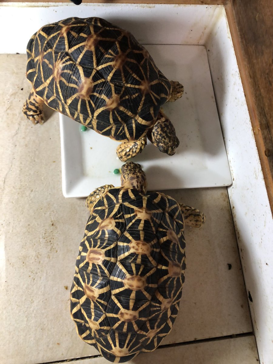 みやじぃ インドホシガメ飼育奮闘中 Miyatakajun Twitter