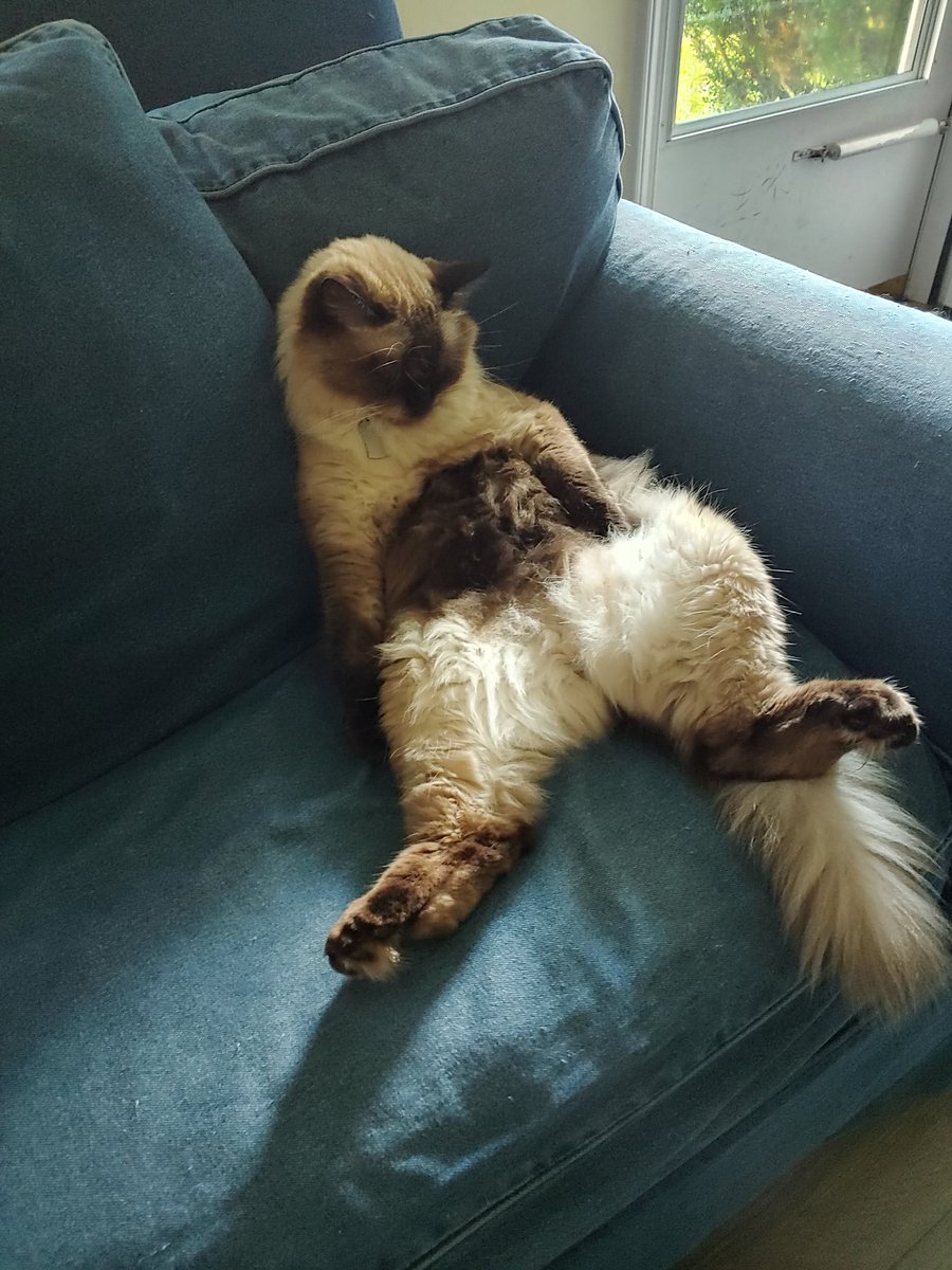jackson_jenni's tweet photo. @Zak_Bagans I have a lazy cat, Charlie! https://t.co/I8yyqREZdr