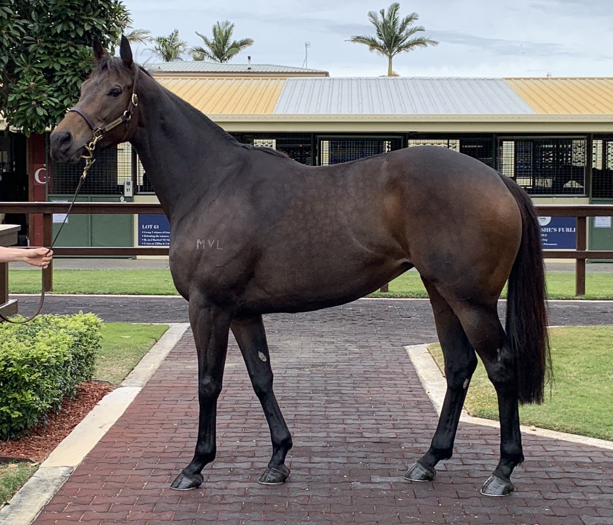 Rheinwood's tweet photo. @mmsnippets gets underway on the #GoldCoast today, our first lot is LOT 47 OTTAMAE (by I Am Invincible) #crackingtype @TDNAusNZ #bredinthecoldhotonthetrack https://t.co/v53eZjlpvx