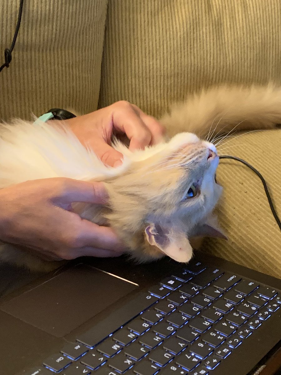 thebiggestfloof's tweet photo. yees,, lavesh me with petts hyoomen,, https://t.co/Pq2bZ9BanH