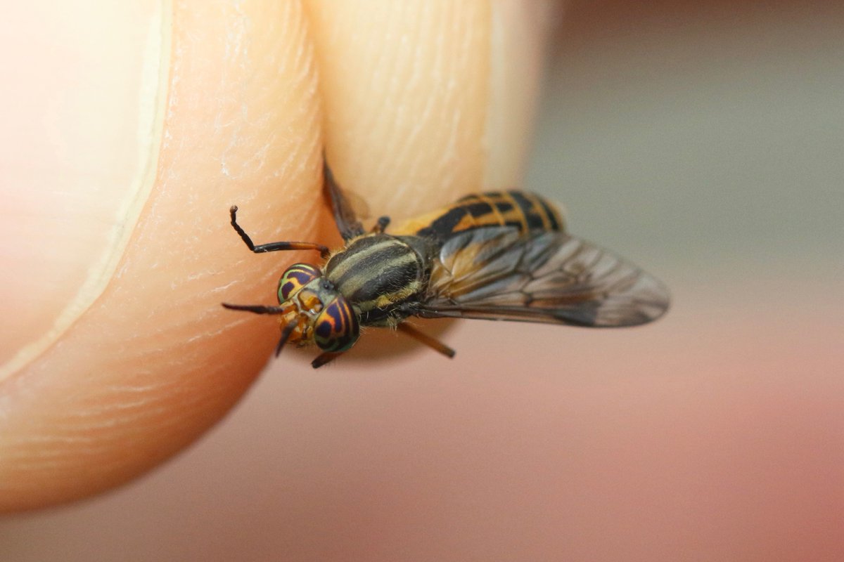 Jhaematoloma's tweet photo. #Chrysops deer flies have a painful bite, but beautiful eyes! https://t.co/TZj2ZKnVjz