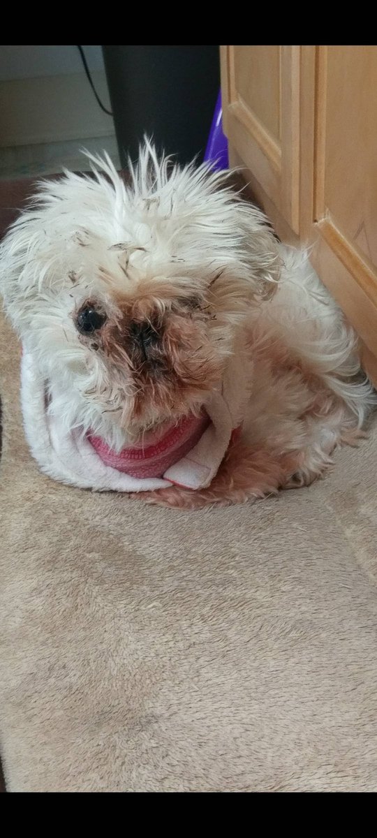 chels_5280's tweet photo. So last night my man just casually shows me a picture of this dog who belongs to a coworker and i really feel that it could be a top contender for #worldsugliestdogcontest2020 #uglydog #greatpersonality #probably #beautifulontheinside #maybe https://t.co/VscmLvwUA6