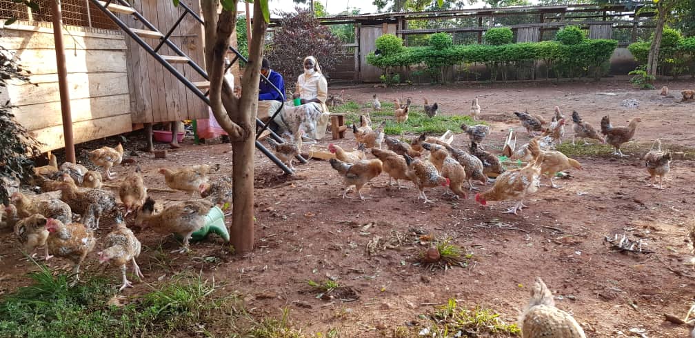 RThumitho's tweet photo. With help from @ACWECAINTL @MillerSocent #SBVP program, we learned the #socent @Eggpreneur skills &amp; created both hubs &amp; our own social enterprise; Mother Kevin Providence Farm Jinja, Uganda, our vision is to empower, w/compassion, the poor, marginalized &amp; vulnerable @hiltonfound https://t.co/t4E5NluleB