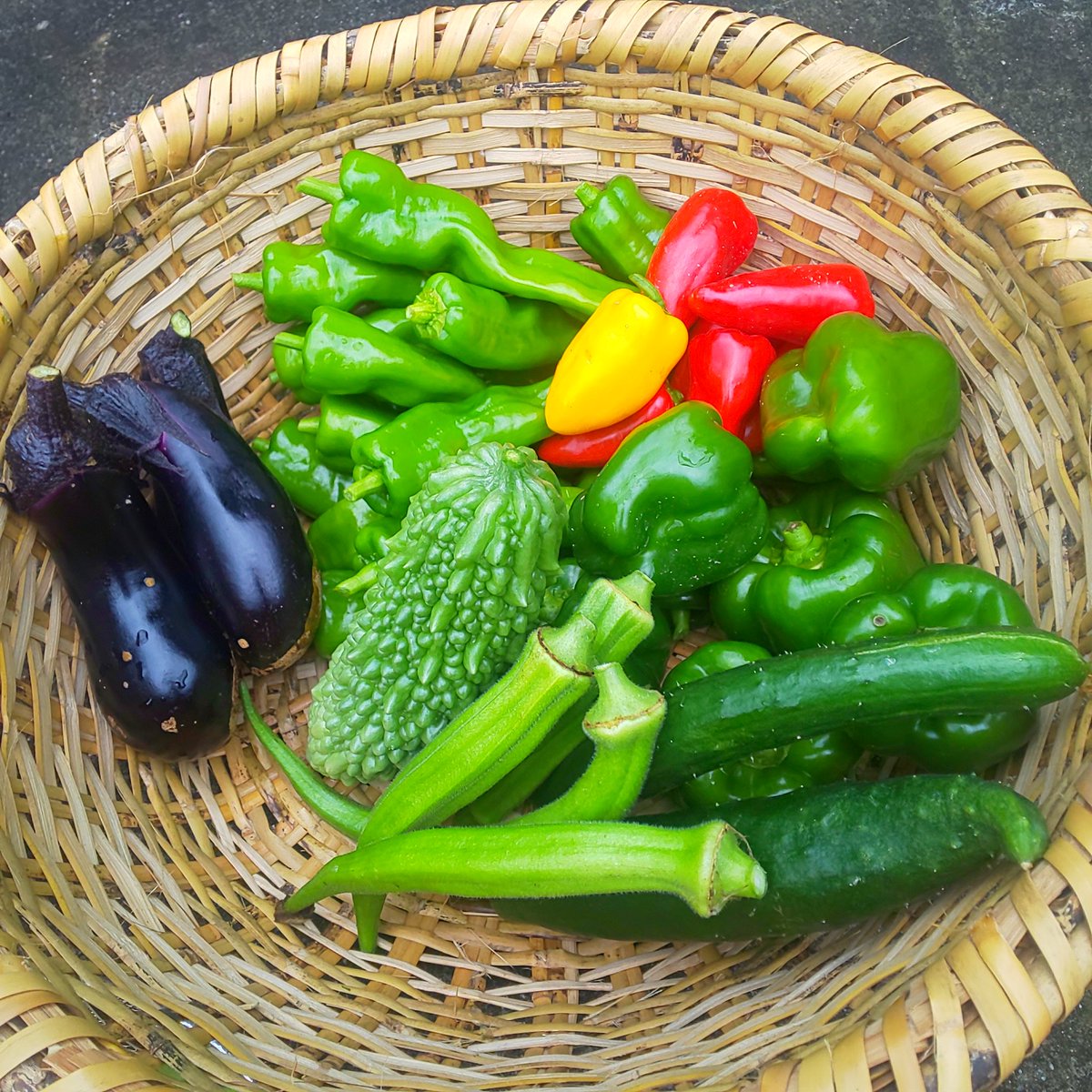 otento7's tweet photo. おはようございます😊

夏野菜たくさん収穫出来ました✨🥰
ミニパプリカと枝豆は初収穫でした😊
今日は初収穫した枝豆をお世話になってる方にお届け🚗💨

#家庭菜園 https://t.co/eEaIkpPq8p