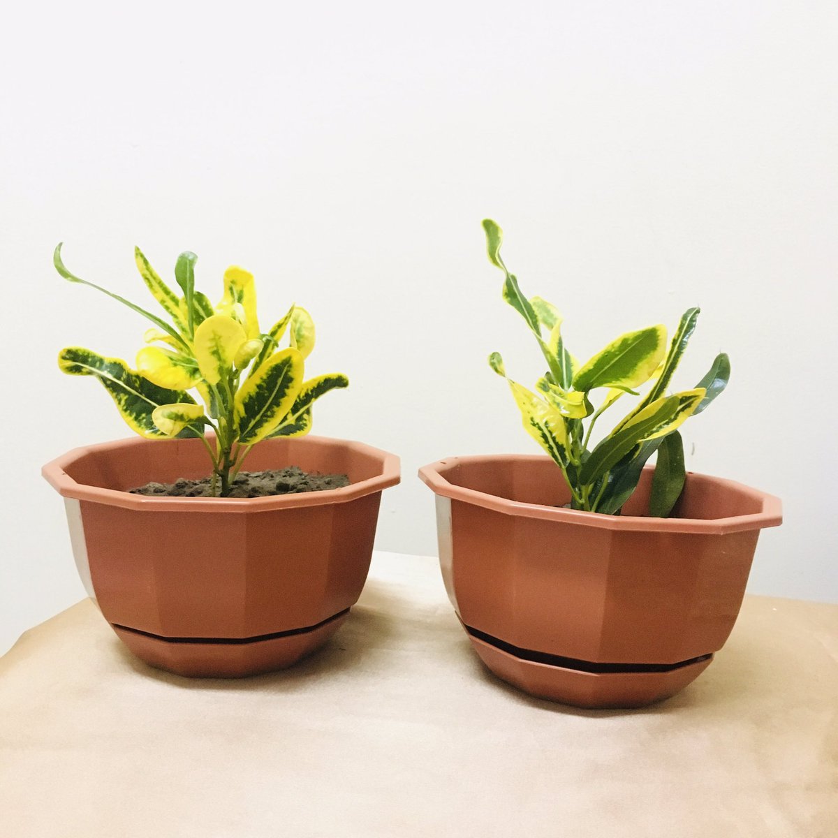 sanseveria_'s tweet photo. نبات الكوديم🌱💛 https://t.co/KGhuupFUur