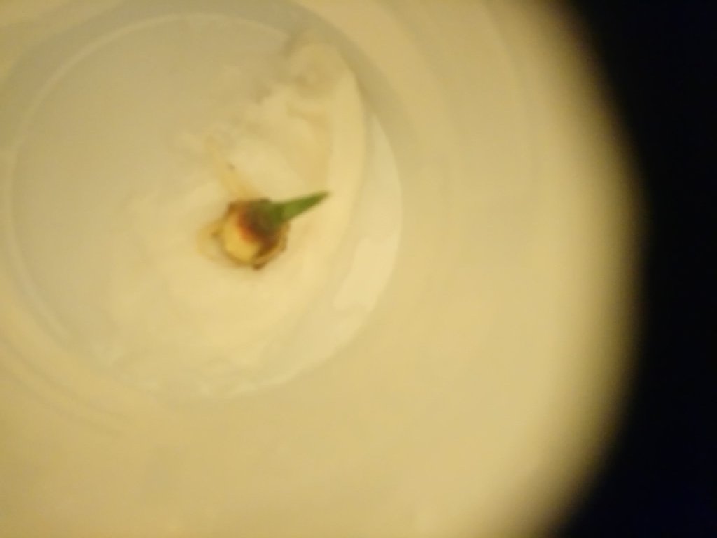 Safetyconundrum's tweet photo. @urbanblight81 @CommunityShops @FoodCloud When the shoot is about an inch and the roots are about the same, gently snap it off the ginger.
I'm keeping mine on wet kitchen paper in an old yoghurt pot for a bit, once the roots are longer I will pot it up.
#gingerroot #steminger #growyourown #GrowYourOwnFood https://t.co/HL3TNWHeUH