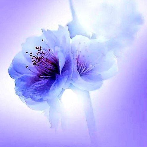 arasaucedo24's tweet photo. ~▪︎It is better to live with an "You REMEMBER", than with an "You IMAGINE". 💜🤍💜

#Remembering https://t.co/bA4ChasxRX
