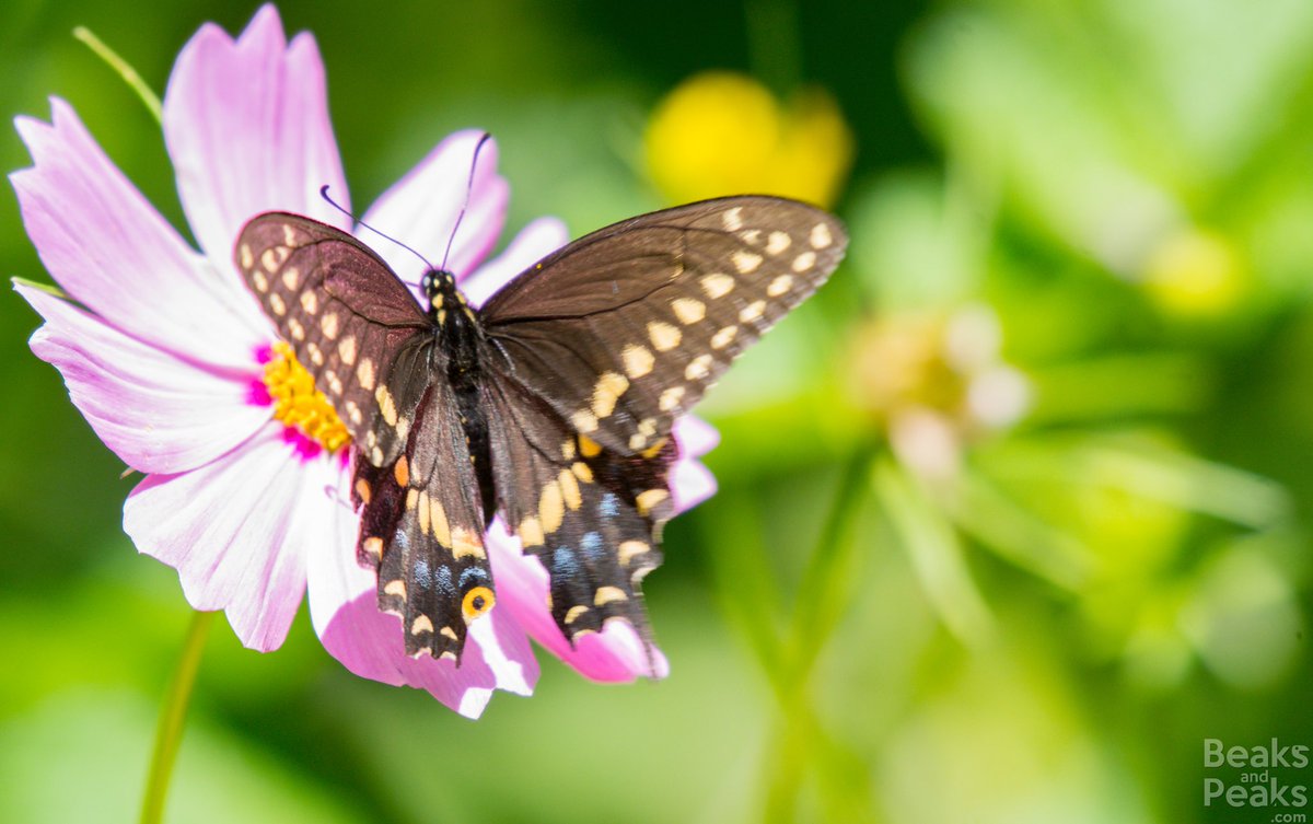 Beautiful Black Swallowtail visiting our garden! #butterflies #photography #wildlife #nature #nikon #Honduras #butterflygarden #travel #colors #lazysunday #natgeoyourshot #bbcwildlife #lazysunday #sunshine #papillon #mariposas #beaksandpeaks #swallowtailbutterfly
