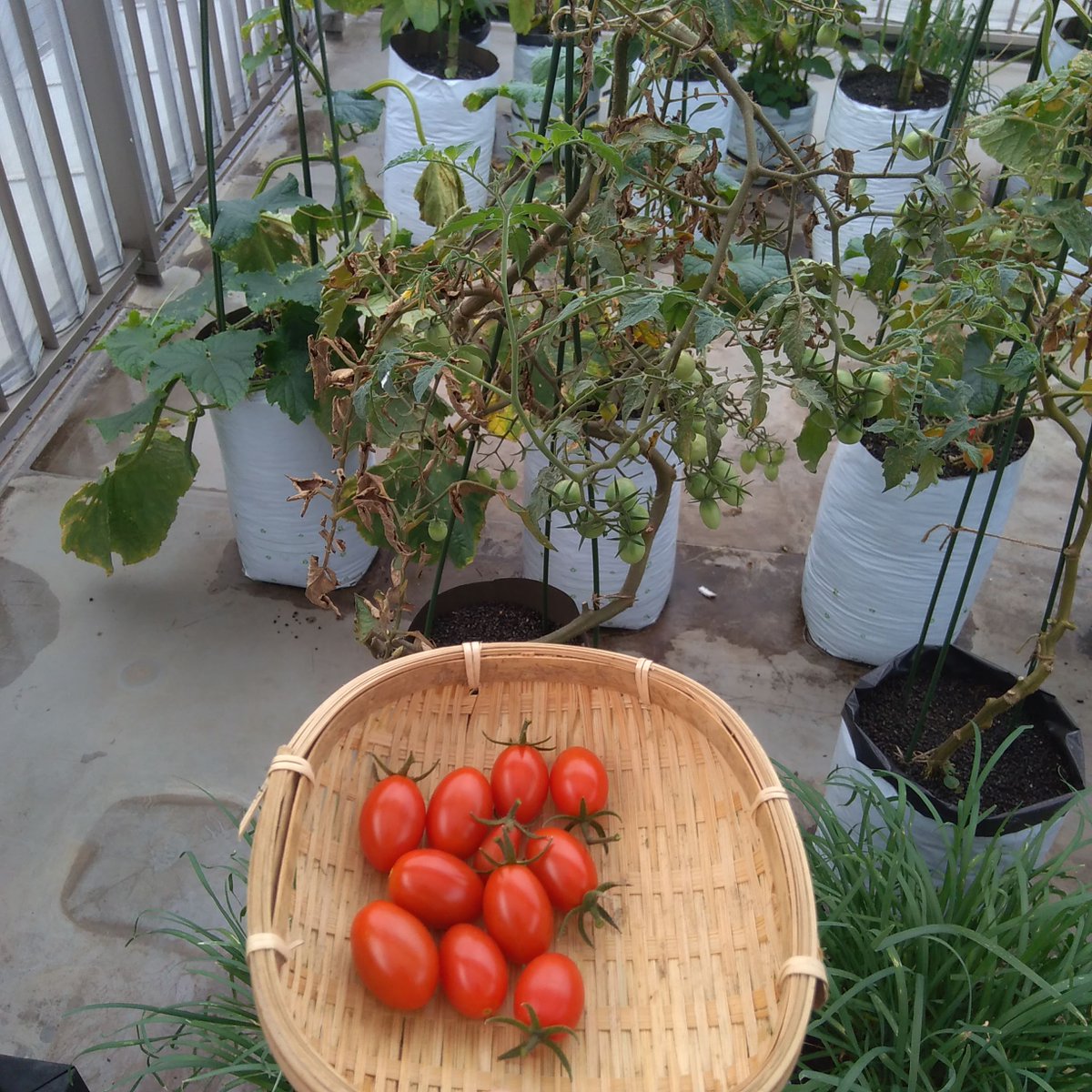 袋栽培のtheskyfarmers あと１ ２回で収穫終了 撤収の日が近い 袋栽培 Plantgrowbags Urbanfarming ミニトマト アイコ 収穫 家庭菜園 ベランダ菜園 プランター Theskyfarmers T Co Qqyu1cs8wa T Co Dtgkglui8q