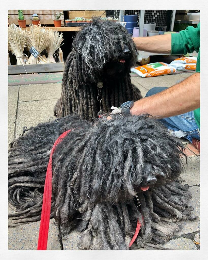 ZebPuliZeb's tweet photo. Okay so @flourish_manchester is hooman’s favourite flower and plant store but we love it too. We get massages when we go and lots of love.
#BestOfMcr #HungarianPuli #Manchester #DreadlockDog #NotADogDog #Kutya #HungarianPuliOfInstagram #Doggo #MopDog #… https://t.co/T3wjBEl1YX https://t.co/VflhqMjlNE