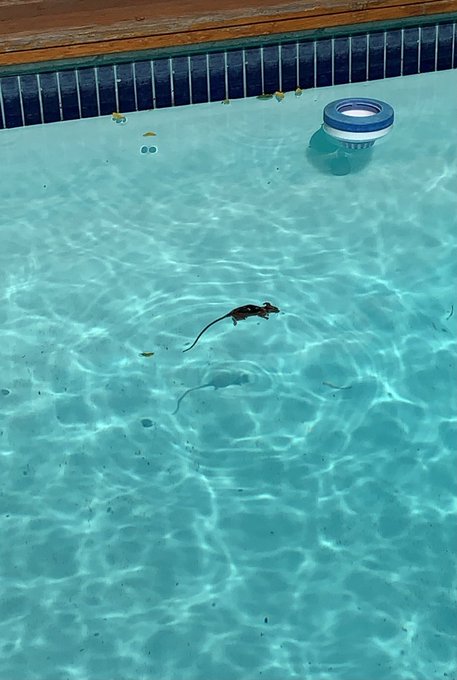 my pool is canceled. https://t.co/18MkLsGEFM