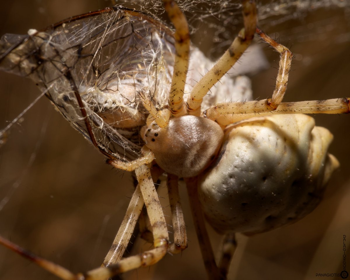 PYoPhotography1's tweet photo. A female Argiope lobata eating a poor cicada

#nature #NaturePhotography #macro #macrophotography #spider #arachnid @BBCEarth @natgeowild https://t.co/W0bEdajXKK