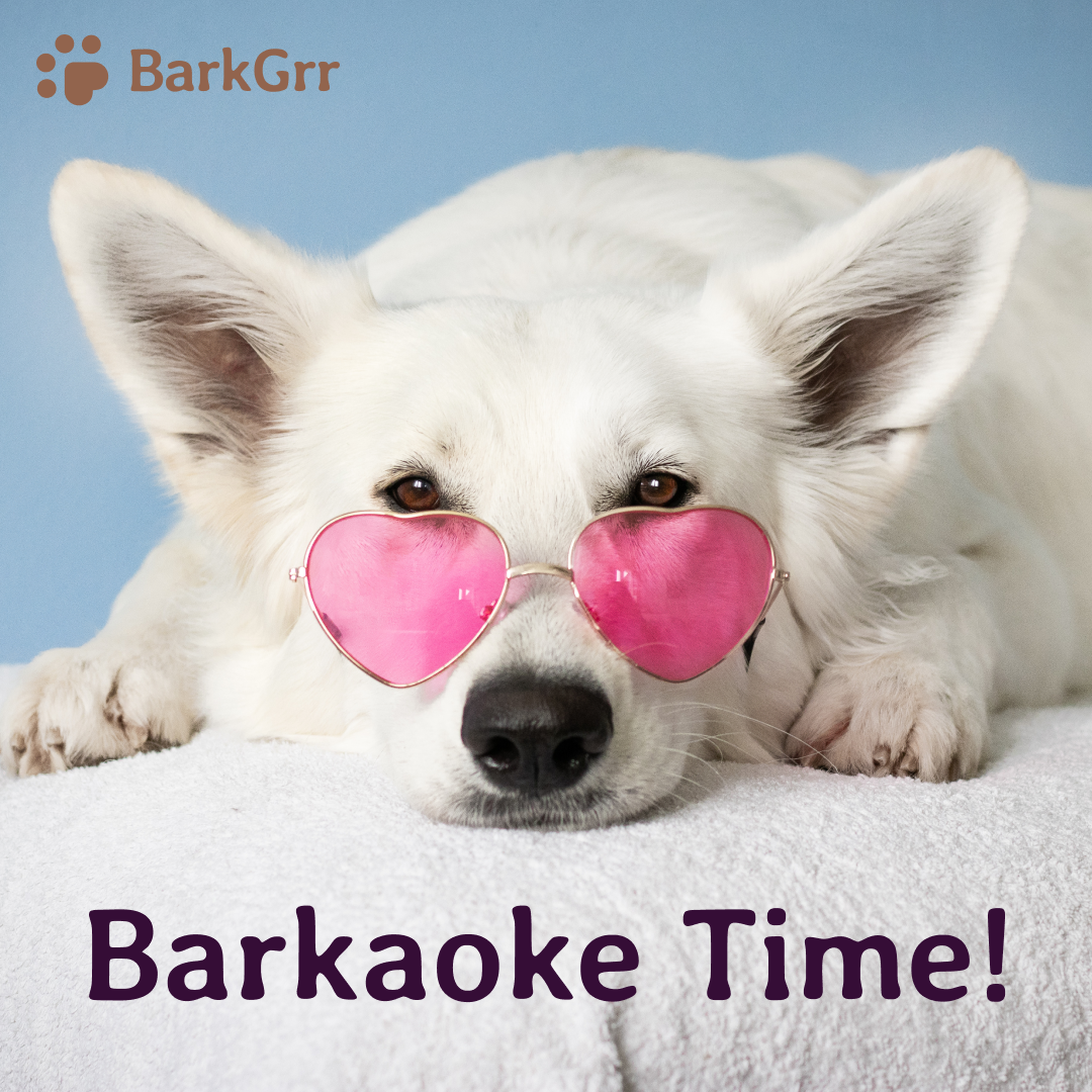 barkgrrllc's tweet photo. What’s your favorite @bahamenofficial song? Leave a suggestions for our next barkeoke party in the comments!

#wholetthedogsout #bahamen #bahamenmusic #whodidit #mystery #20yearanniversary #music #barkaoke #bestsongever #dogjam #doglife #barkgrr #barkgrrapp #pawsome #puppylove https://t.co/7HC24QDJyE