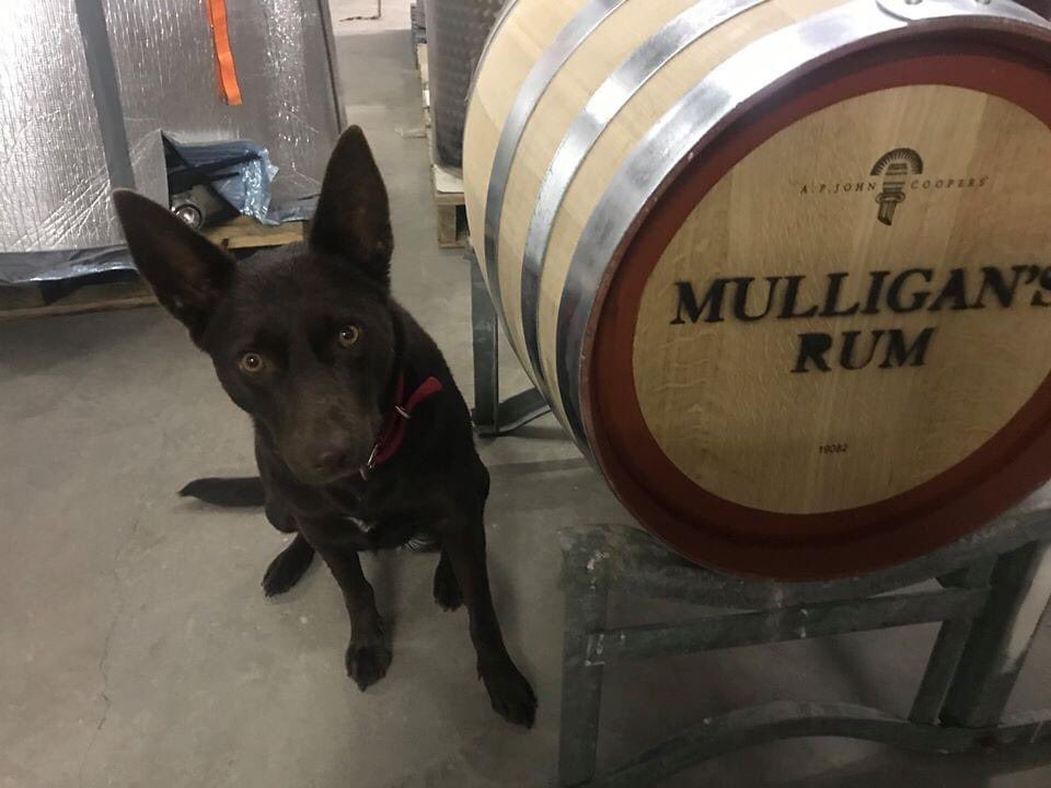 The red rum dog
