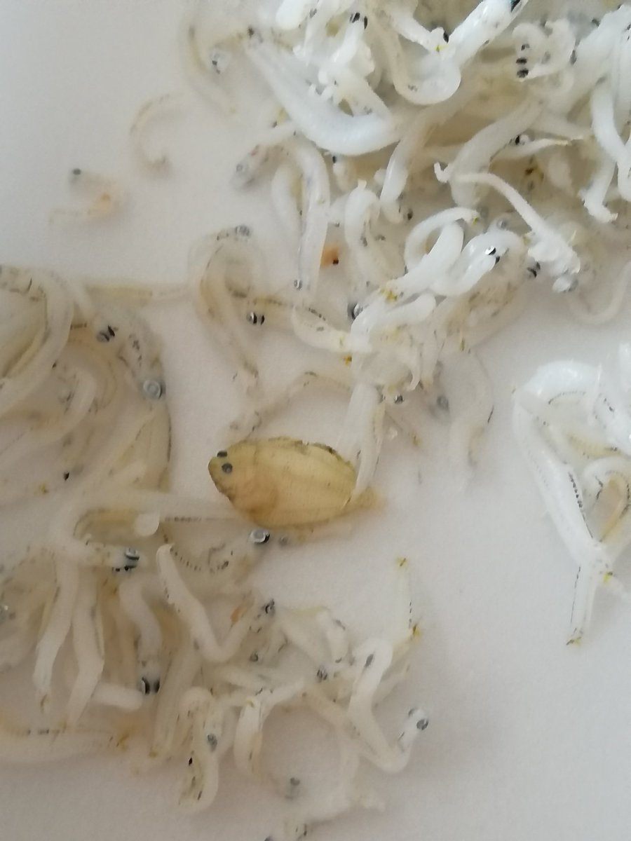 Flavor 17 しらす干しに混ざってた ヒラメ カレイ の稚魚