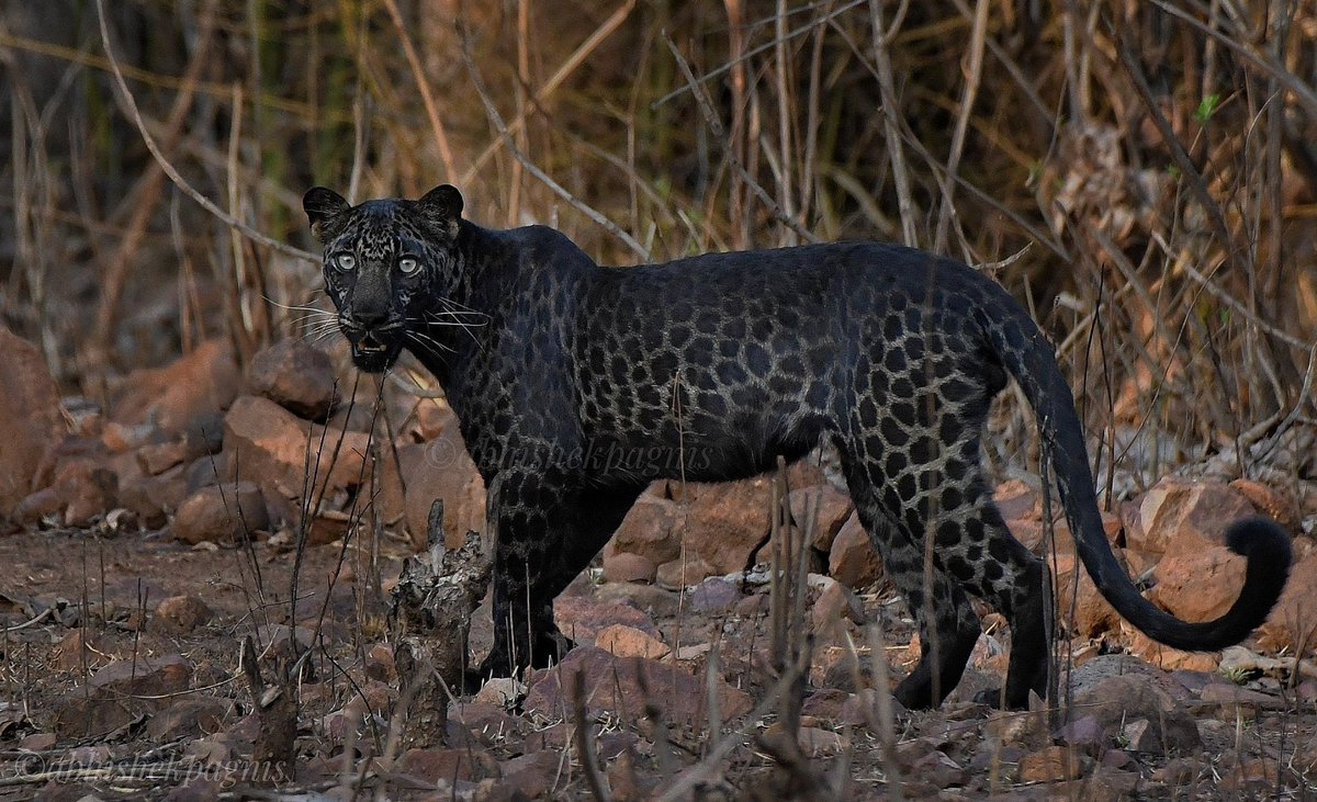 the_wildindia's tweet photo. #Bagheera from Tadoba. This is how actually the melanistic leopard looks like. Rosettes are clear when looked from close. This beauty captured by @abhishek_pagnis. https://t.co/eOygYfCzwp