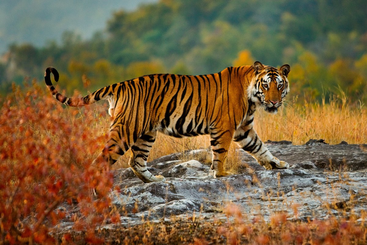 HourlyTiger's tweet photo. https://t.co/DNrjjc3TZu