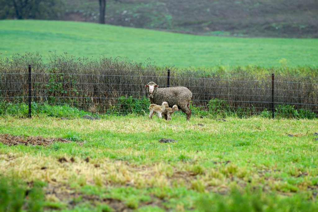 GeorgiaWhite97's tweet photo. A week ago this ewe was down quite badly with hypocalcaemia, but thanks to a flopak and a stay in sick bay, all three of them are alive and on their feet! @TLCoolah @Bayer https://t.co/vPMknYKGj9