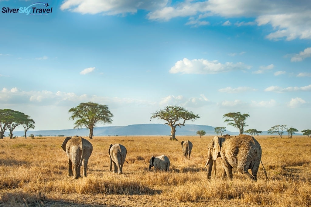 SilverSkySafari's tweet photo. Enjoy amazing wildlife, up close and personal, all our Tanzania safari tours are shaped to suit your budget and taste for adventure. Visit https://t.co/OTqOvF6vej

#visitAfrica #Africalove
#Africaparks #Africaphotographer
#Africantourism #Africanfasion
#Africatravel
#Africasafari https://t.co/OOqdNRIoJT
