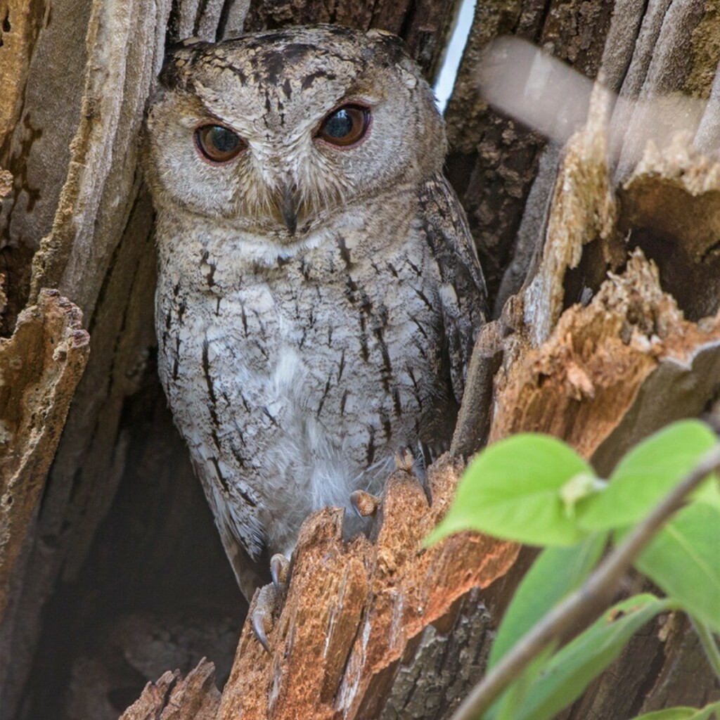 Collared Scops Owl

#birdsofinstagram #owl #owls @owlsofindia #owlsofinstagram #birding #birdplanet #birdpics #birdphotography #indianbirds #indianbirdsphotography #birdsofindia #birdsofindiansubcontinent instagr.am/p/CDIbRz3gvvc/