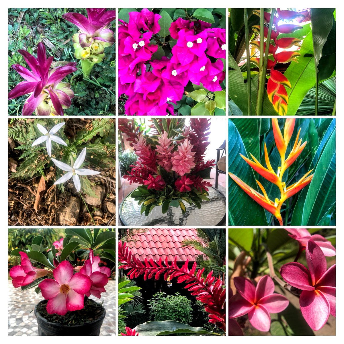 Energy_Revive's tweet photo. @RabbiWolpe ok ..    flowers from Costa Rica https://t.co/jBKtFXygm5