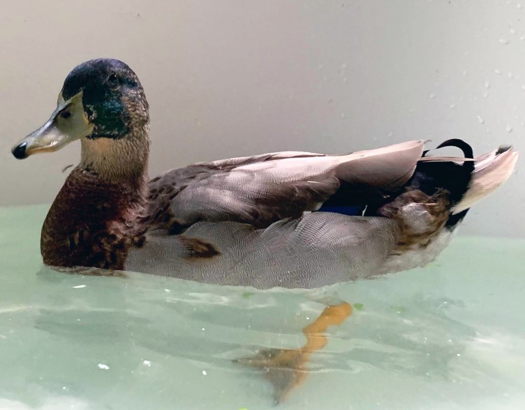 WaterfowlDoxies's tweet photo. Conrad with more big-boy feathers! #AwkwardPhase 🦆
Today, he got terribly tangled up in rope. The girls quacked loud enough for us to hear that there was a problem. After getting him free, he actually showed us his gratitude & let me hold him without resisting my snuggles! 😆☺️ https://t.co/7uTopkJTHk