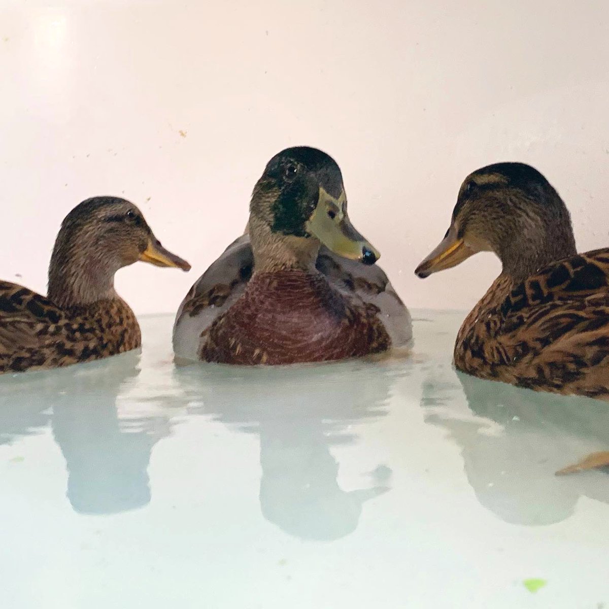 WaterfowlDoxies's tweet photo. Conrad with more big-boy feathers! #AwkwardPhase 🦆
Today, he got terribly tangled up in rope. The girls quacked loud enough for us to hear that there was a problem. After getting him free, he actually showed us his gratitude & let me hold him without resisting my snuggles! 😆☺️ https://t.co/7uTopkJTHk