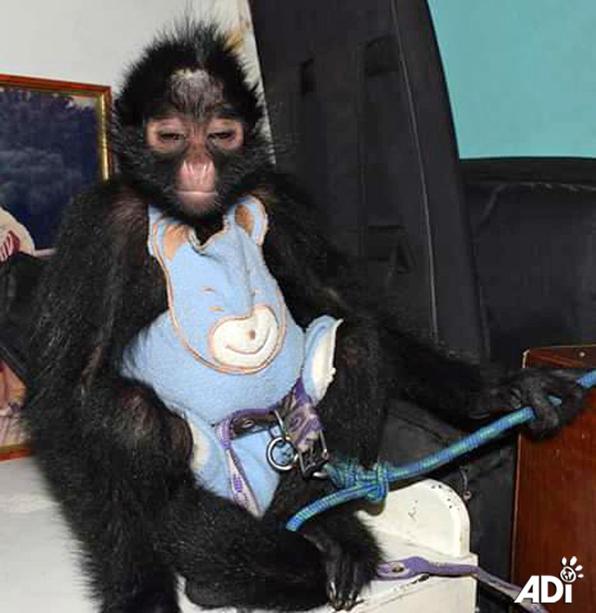 AnimalDefenders's tweet photo. #HELP TAKE CESAR FROM THE CONCRETE JUNGLE TO THE REAL JUNGLE.
https://t.co/1pl27oIwl4
#AnimalRescue #EndWildlifeTrade #NotAPet #PrimatesNotPets https://t.co/QISbQi8v95