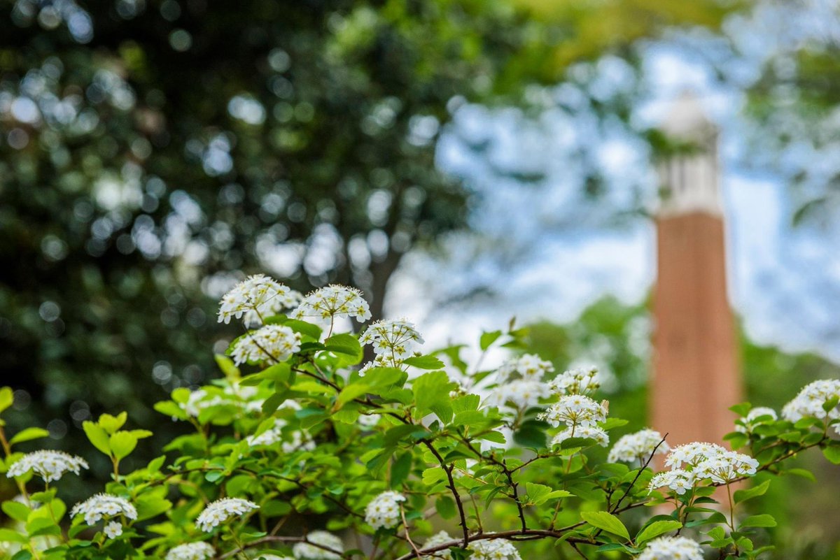 UofAlabama's tweet photo. DYK: Completion of the Bama Bound + Academic Area orientation courses on Blackboard are required prior to speaking with an advisor + registering for fall classes. 💻 #BamaBound students, make sure you complete these courses in order to have a successful fall semester! 💯 https://t.co/nnMoVrYwr3