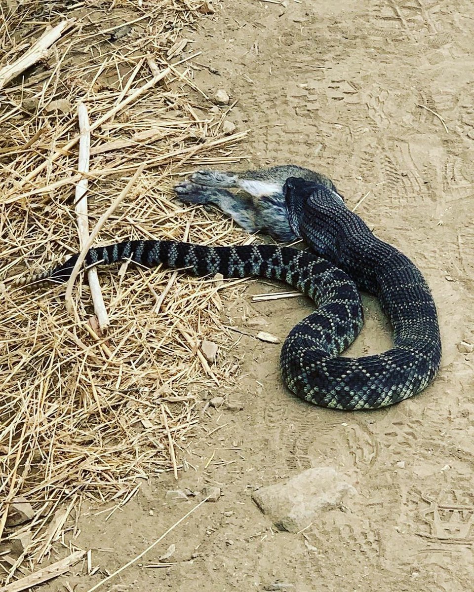 MRCAParks's tweet photo. Rattlesnakes are out and about, seeking their furry prey!

If you're lucky enough to witness a feast like this, give the snake some space to savor the hard earned catch. 

Lunch time ?  #rattlesnakes photo from @frymancanyon https://t.co/a2vWXZN0In