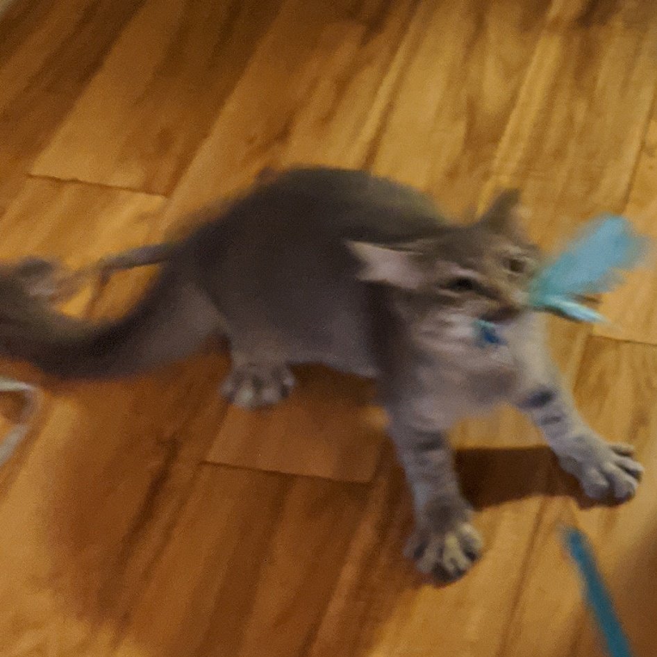 gïb me ,, the tøy  hûmon, or          Perísh