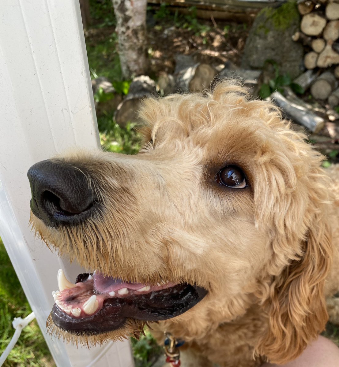 noraallen2018's tweet photo. #dogsoftwitter https://t.co/b0sbjZNMVB