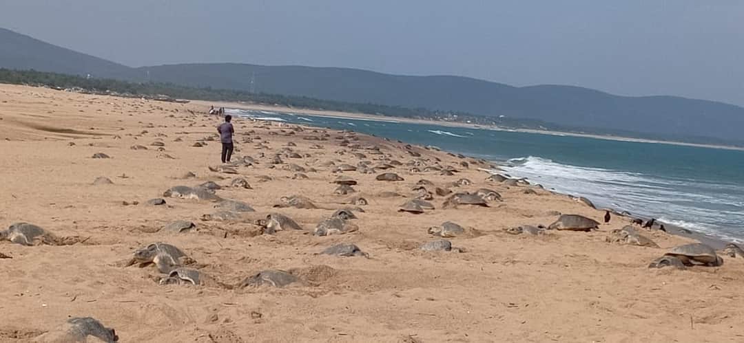 OdishaSeaTurtle's tweet image. Now the whole of human move has been sealed, the rest of the living world has a cheerful time !!! Really a very happy time for Olive Ridleys and other wildlife!

#MassNesting #Rushikulya #Odisha #Ridley #ClimateAction
#On21stMarch (2/2)