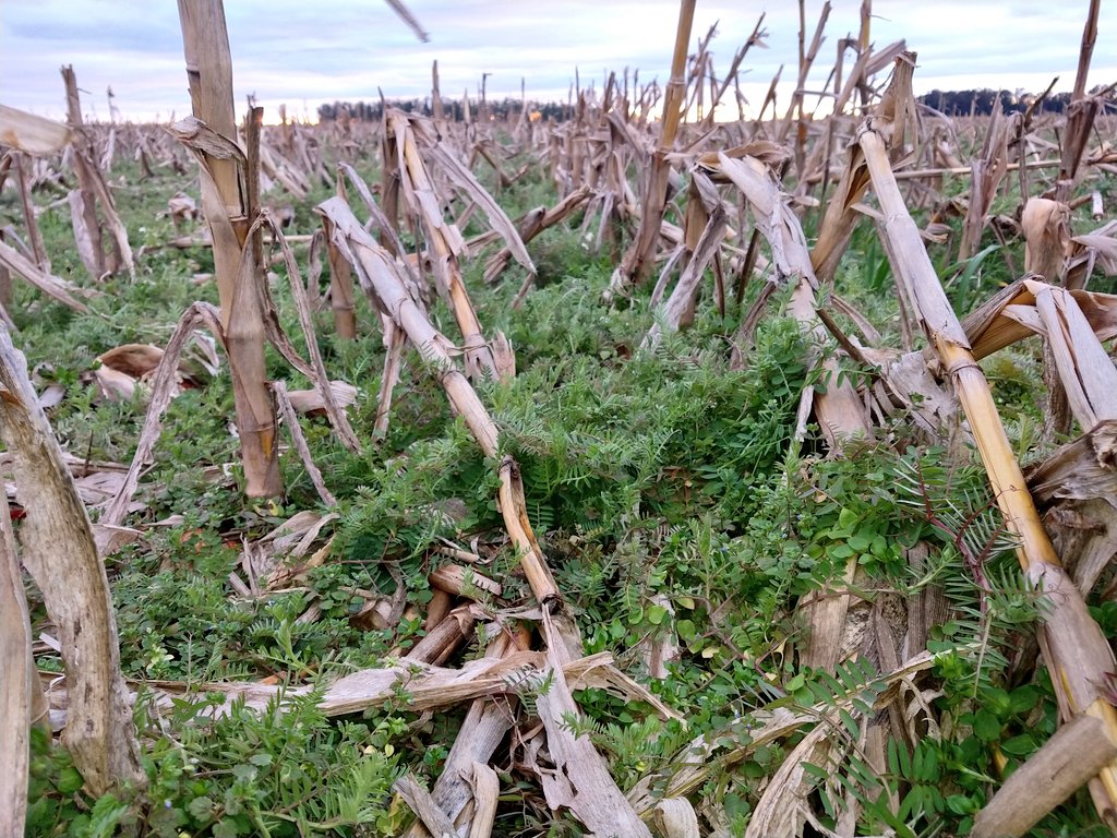 Santiguazzelli's tweet photo. #cultivodeservicios
Vicia Villosa sembrada con avión, en 2️⃣ fechas, 20/2  y 13/3, sobre #maíz temprano y tardío. 
Diferencias marcadas de desarrollo a favor de la siembra temprana y mayor supresión de #malezas.

#agricultura https://t.co/GzCDMWBVta