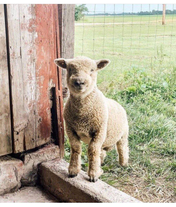 fredmevers's tweet photo. The care of God’s flock is a shepherd activity - consistent teaching of God’s Word, Christlike compassion, and remembering the sheep are fellow kingdom heirs with you.  All of this done by a pastor who is not at a distance but close enough to smell like sheep. https://t.co/ubXbHQhI1M