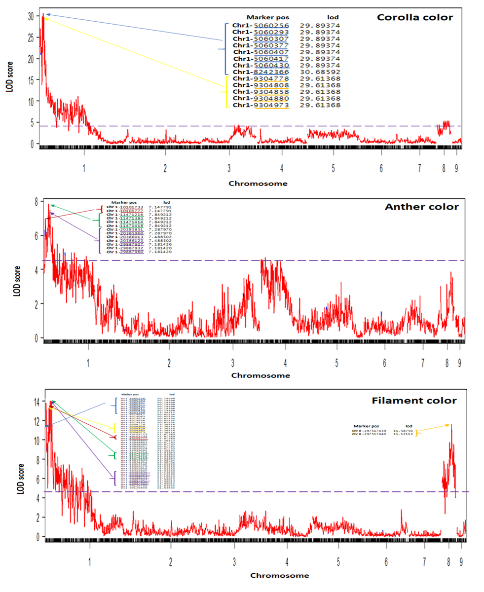 vmosquera7's tweet photo. #Botany2020 There is a strong evidence of pleiotropic effect by corolla, anther, and filament color. Also, a high marker association with chromosome 1 of those 3 traits in #Gilia . However, in the case of filament color, chromosome 8 is also involved in its genetic regulation. https://t.co/mu9SktY7QT
