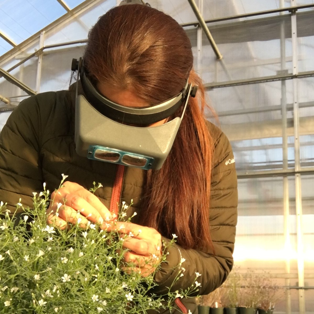 vmosquera7's tweet photo. #Botany2020 There is a strong evidence of pleiotropic effect by corolla, anther, and filament color. Also, a high marker association with chromosome 1 of those 3 traits in #Gilia . However, in the case of filament color, chromosome 8 is also involved in its genetic regulation. https://t.co/mu9SktY7QT