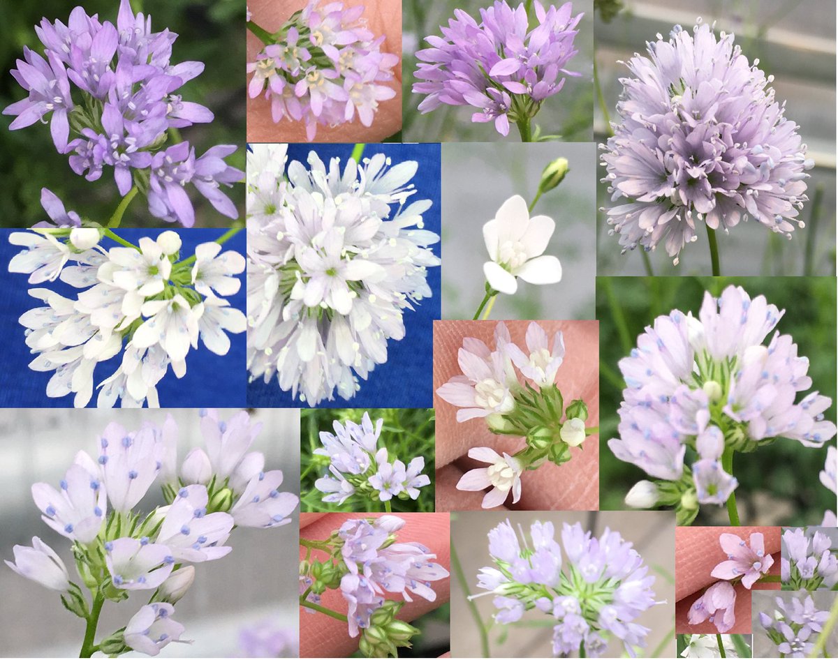 vmosquera7's tweet photo. #Botany2020 There is a strong evidence of pleiotropic effect by corolla, anther, and filament color. Also, a high marker association with chromosome 1 of those 3 traits in #Gilia . However, in the case of filament color, chromosome 8 is also involved in its genetic regulation. https://t.co/mu9SktY7QT