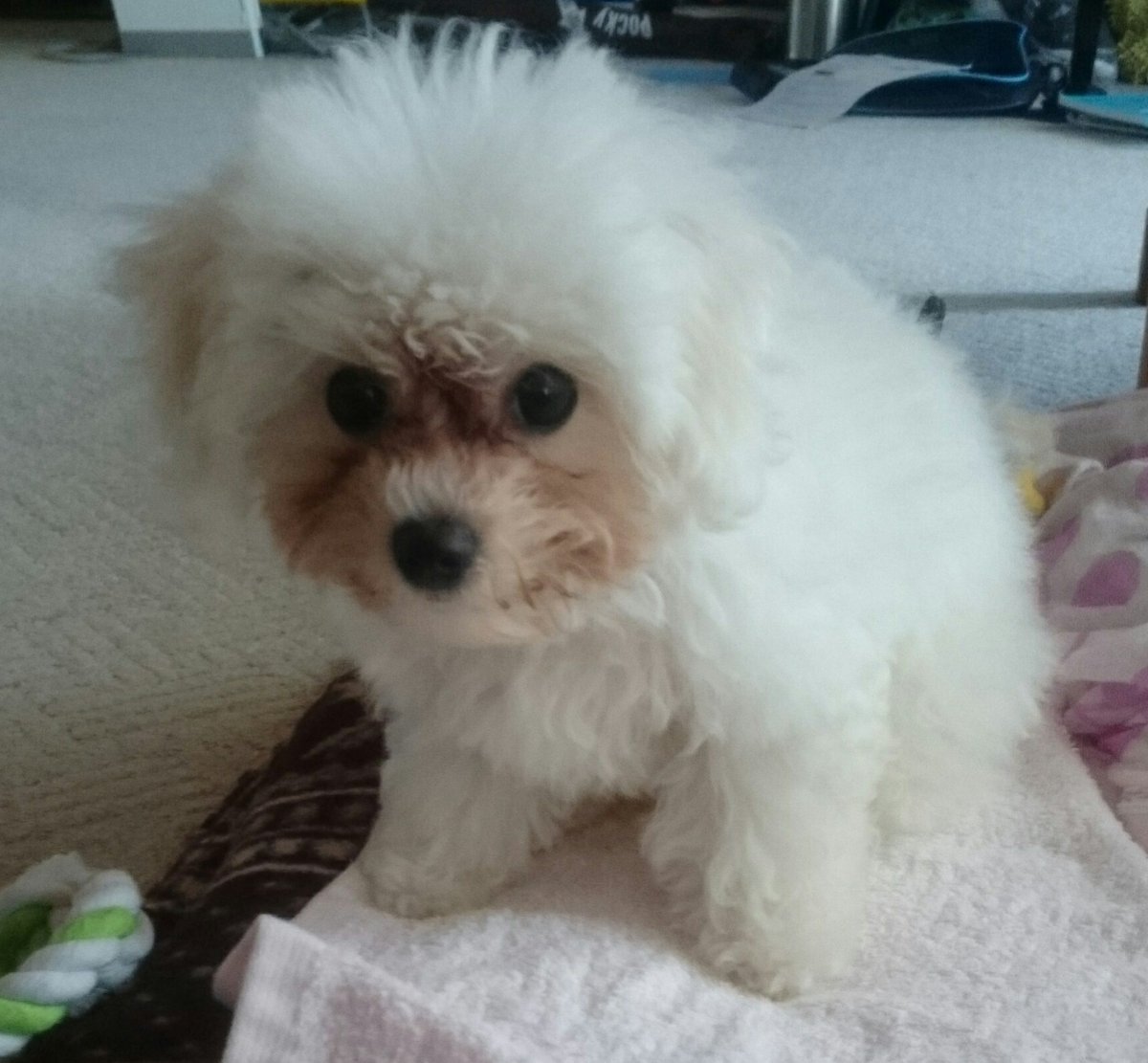 Maki Hirata 3年前の夏 うちのコになった頃涙焼けひどかったなあ 今も少しはあるけど ああかわいいっっ ビションフリーゼ パピー 子犬 Maki Hirata 3年前の夏 うちのコになった頃涙焼けひどかったなあ 今も少しはあるけど ああかわいいっっ ビションフリーゼ パピー 子犬