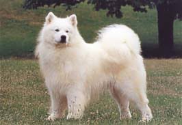 とろたく Twitterissa グレートピレニーズとかサモエドとか 白い大型犬にワシャワシャしたくなります くにまる