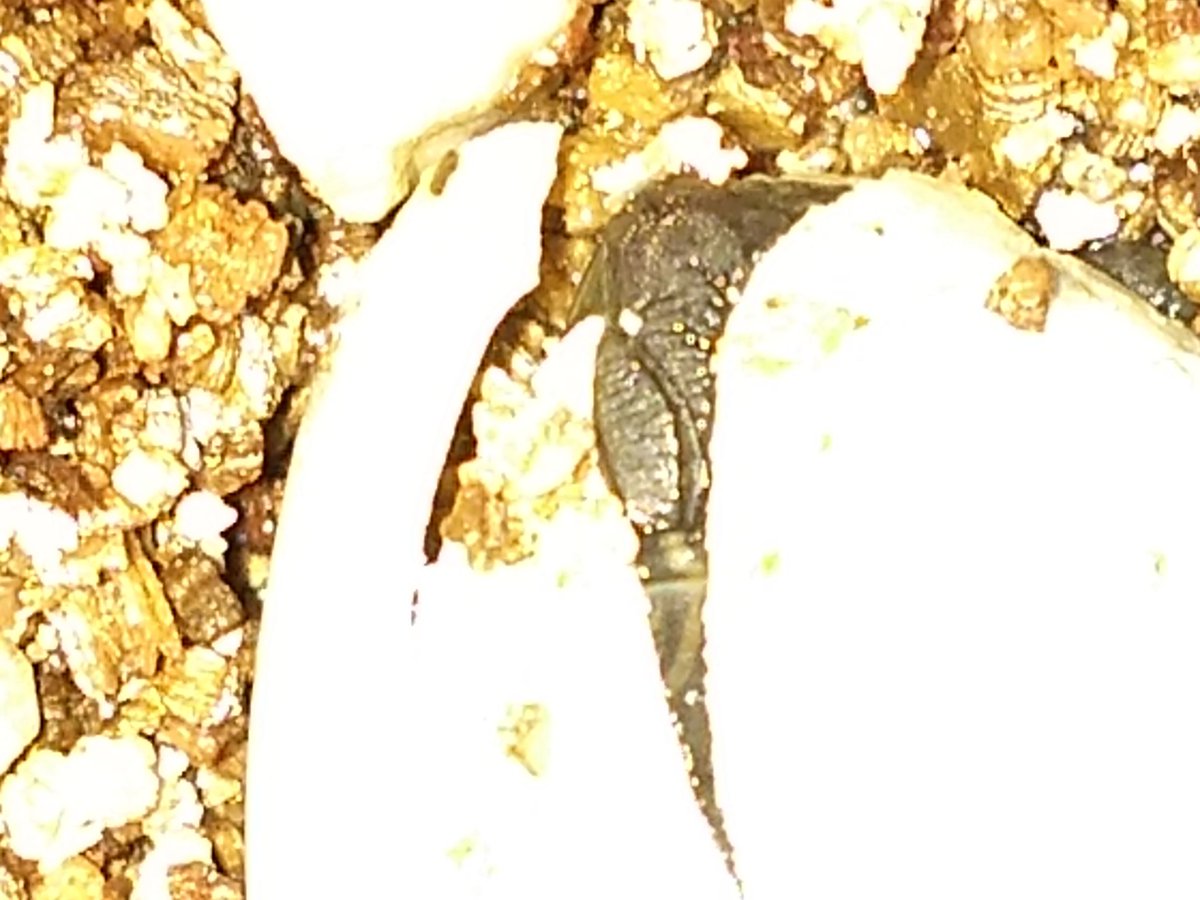 Progress report: Turtles hatch as slowly as they do everything else. The cracks are widening on the other two eggs.