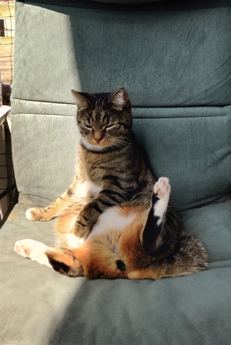 MeowMoeDotCom's tweet photo. #Morle #Sitting on #Cheer.
#Cats #Cat #Kittens #Kitten #Kitty #Pets #Pet #Meow #Moe #CuteCats #CuteCat #CuteKittens #CuteKitten #MeowMoe
https://t.co/zMwQFwU5Pt https://t.co/MpPEqZcVto