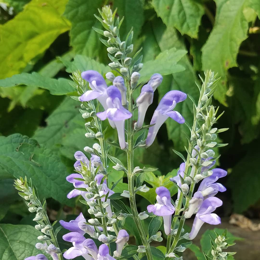 Green_MarkO's tweet photo. Scutellaria incana (Downy Skullcap) blooming now in the north garden. #NaturalLandscaping #DeepRootsKC #gardening #nature #nativeplantsofnorthamerica https://t.co/pmncT2AuC0