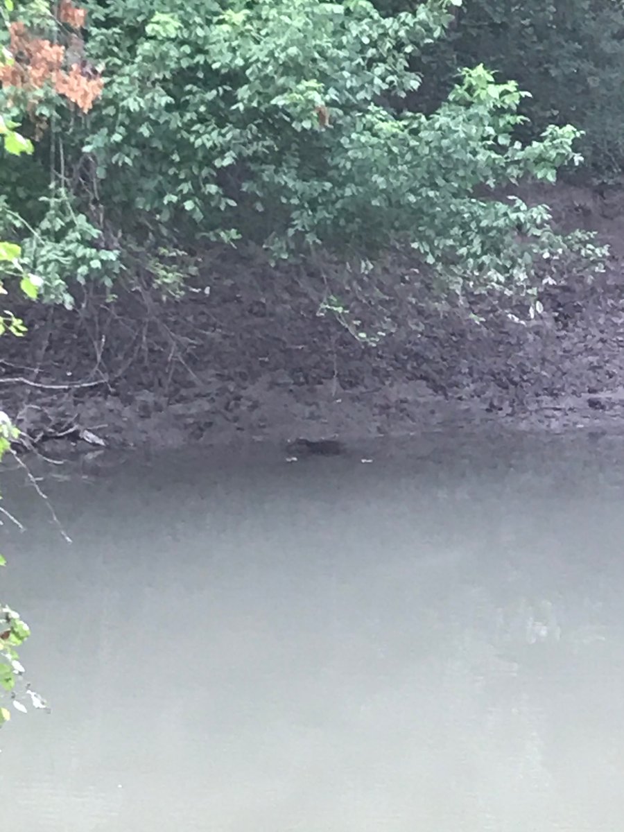 McCraryBil_Ed's tweet photo. W= While Walking in the Wilderness We saw a beaver #RiverasummerABCs @RiveraElem https://t.co/5qGambjYj3