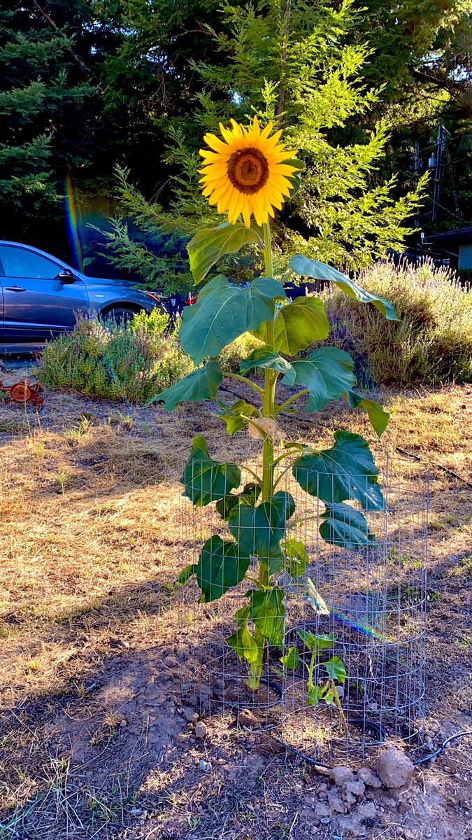 gezerk's tweet photo. I’m feeling quite accomplished, having grown a plant taller than me. The package said 15 feet tall so came up a little short. Any advices?
@jon_k_schneider I’m looking at you. https://t.co/eWgbYDvy8y