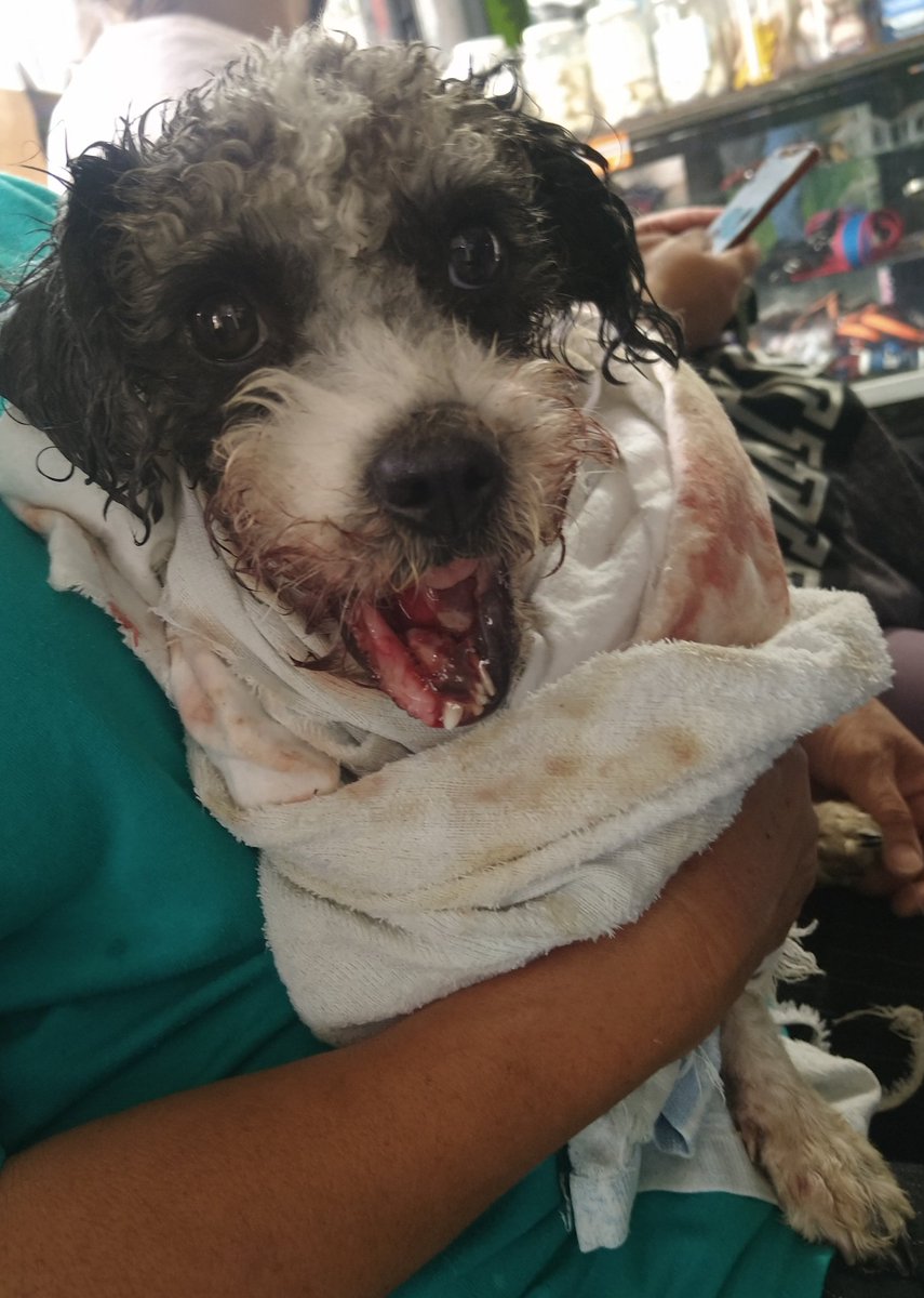 diana_dfc's tweet photo. Amigos otra mala noticia sta semana😫un pitbull ataco a Mu cuando la sacaron a pasear, se quedó hospitalizada, necesita cirugía para reconstruir la mandíbula, necesitamos todo su apoyo, tenemos cositas a la venta🙏🐕 @perrososmx @MascotasSismo @acano52 @iztalccihuatl @PaolaFrida https://t.co/XPrzaejHTN